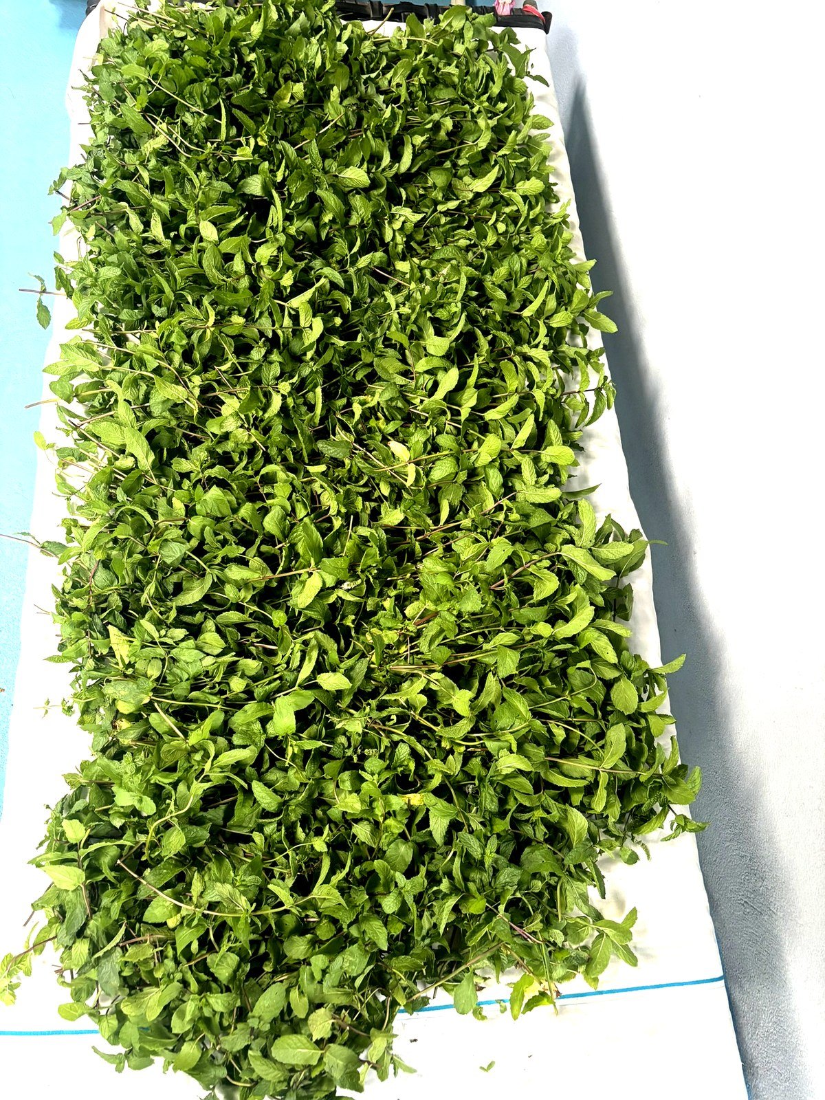 Large batch of fresh mint leaves spread for inspection — Jetti's Fruit Land
