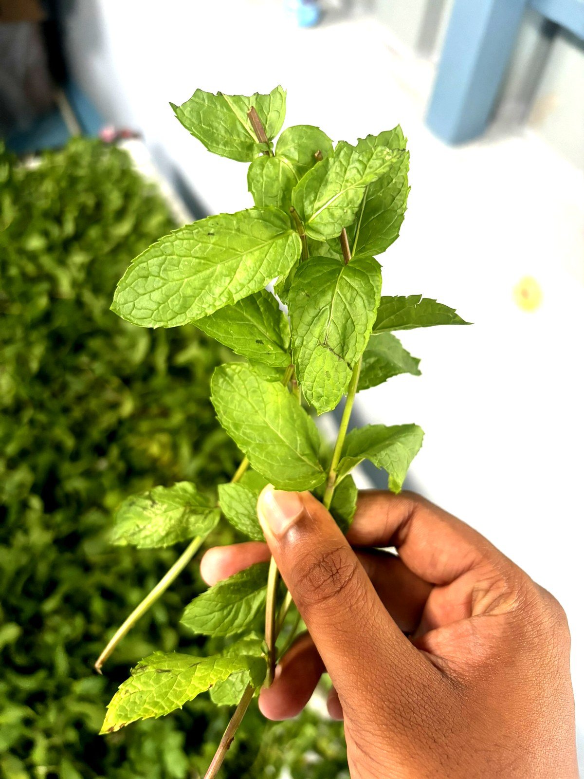 Fresh mint leaves hand-picked for Jetti's Fruit Land Detox Cleanse